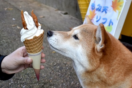 犬 アイス 好き 食べていい