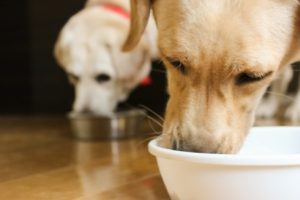 犬 アイス 食べていい